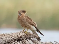 Tiuque