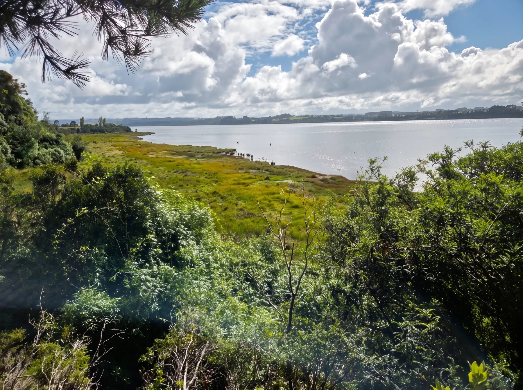El estuario del río Quenuir visto desde el predio, entre bosque nativo