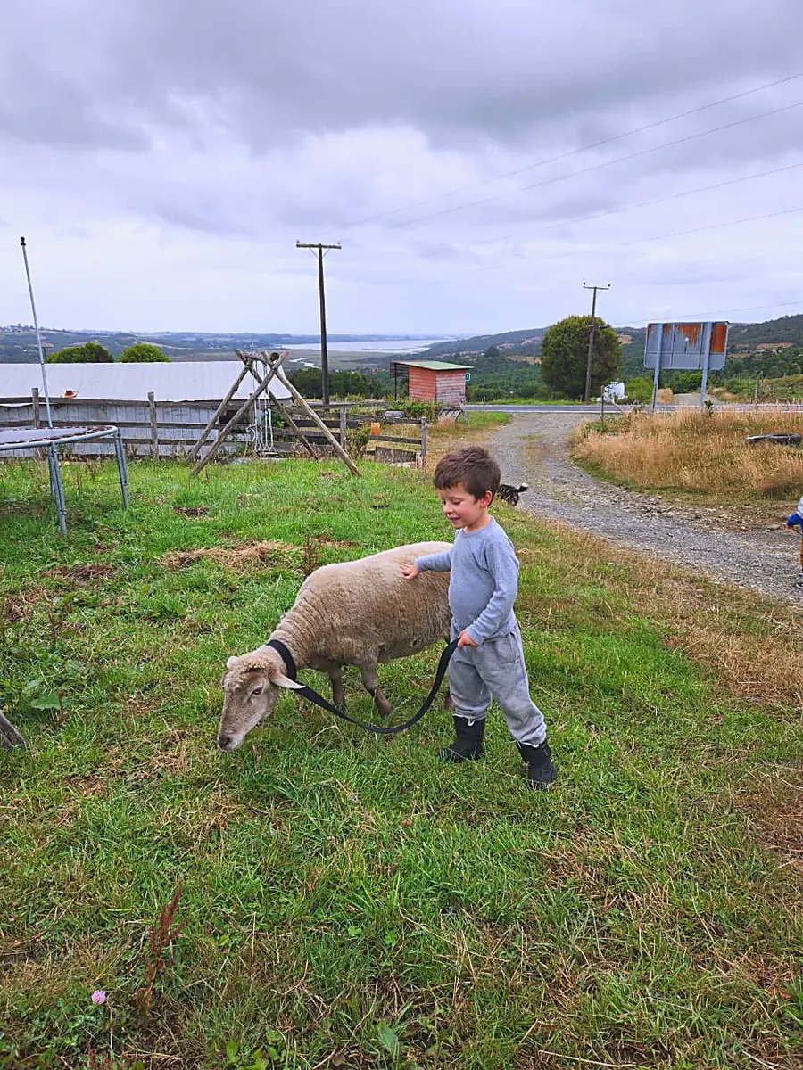 Un niño con una oveja junto al camino