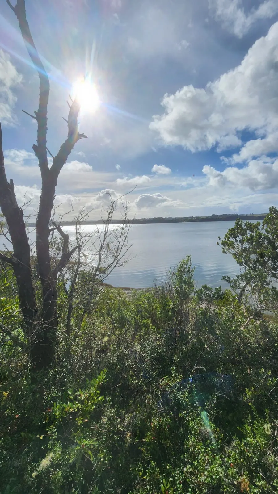 Árbol seco sobre el estuario