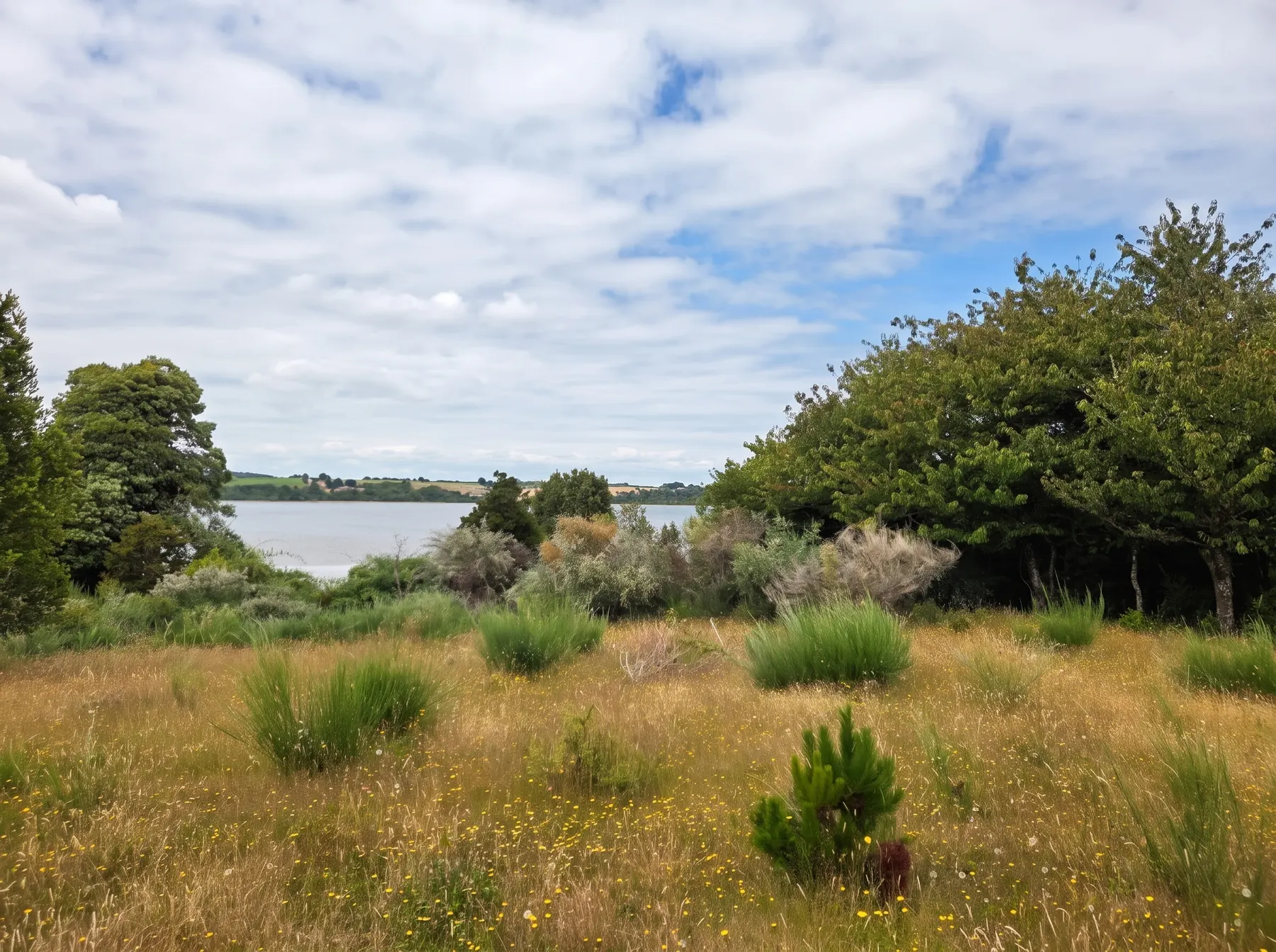 Pradera ribereña